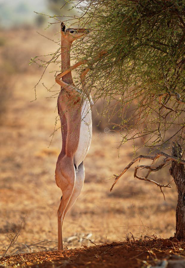 The Samburu "Special Five"