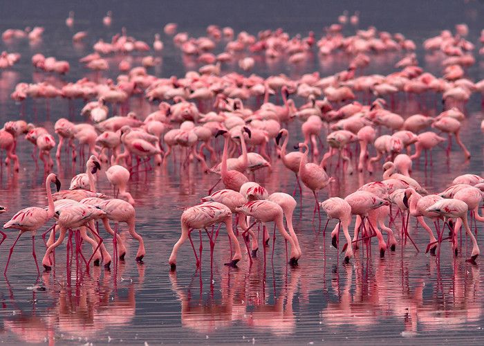 The Sea of Pink: Why Lake Nakuru Changes Color