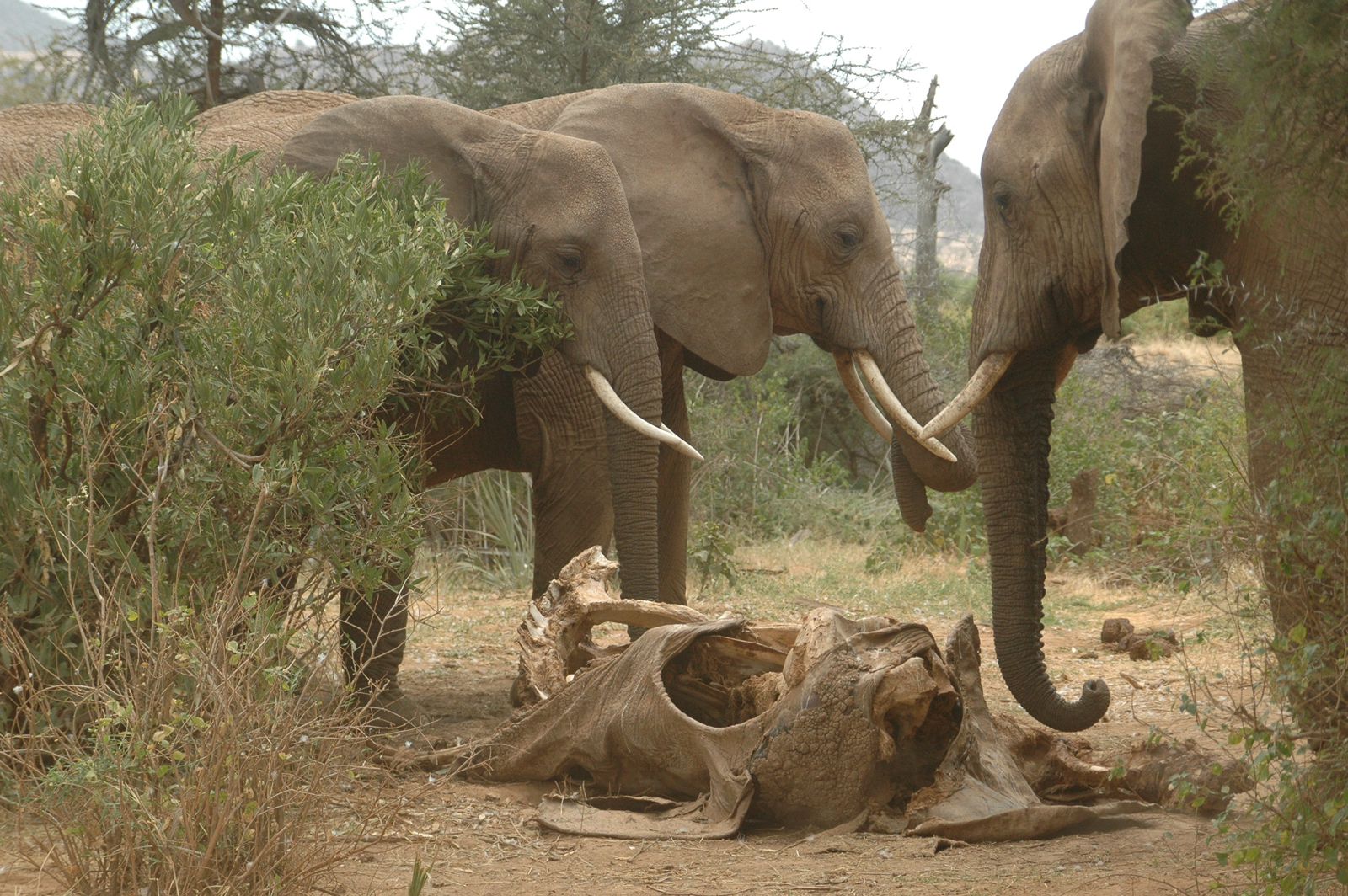 The Mystery of the "Elephant Graveyards"
