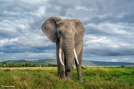 Embark on unforgettable luxurious voyages..